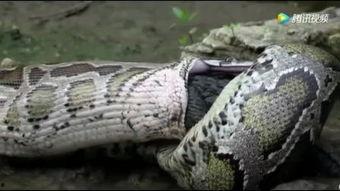 莽蛇大战鳄鱼视频