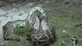 莽蛇大战鳄鱼视频